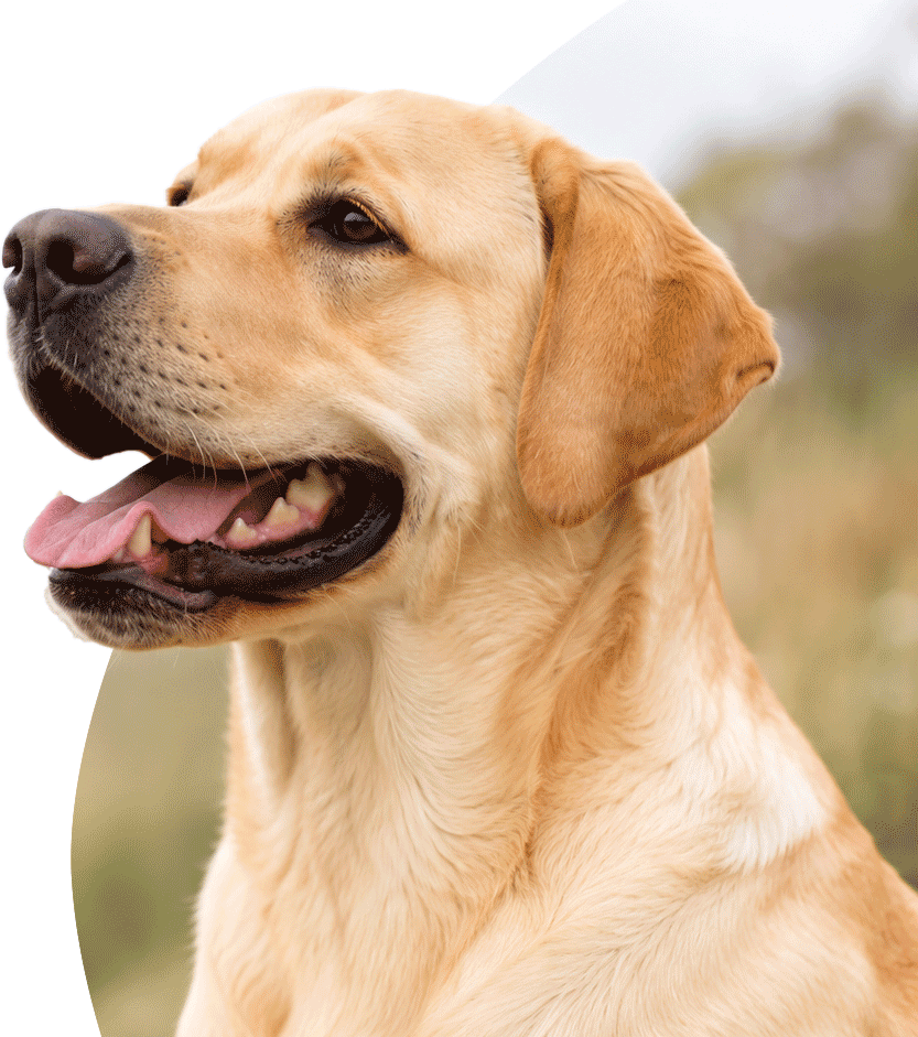 Een gele labrador retriever in profiel
